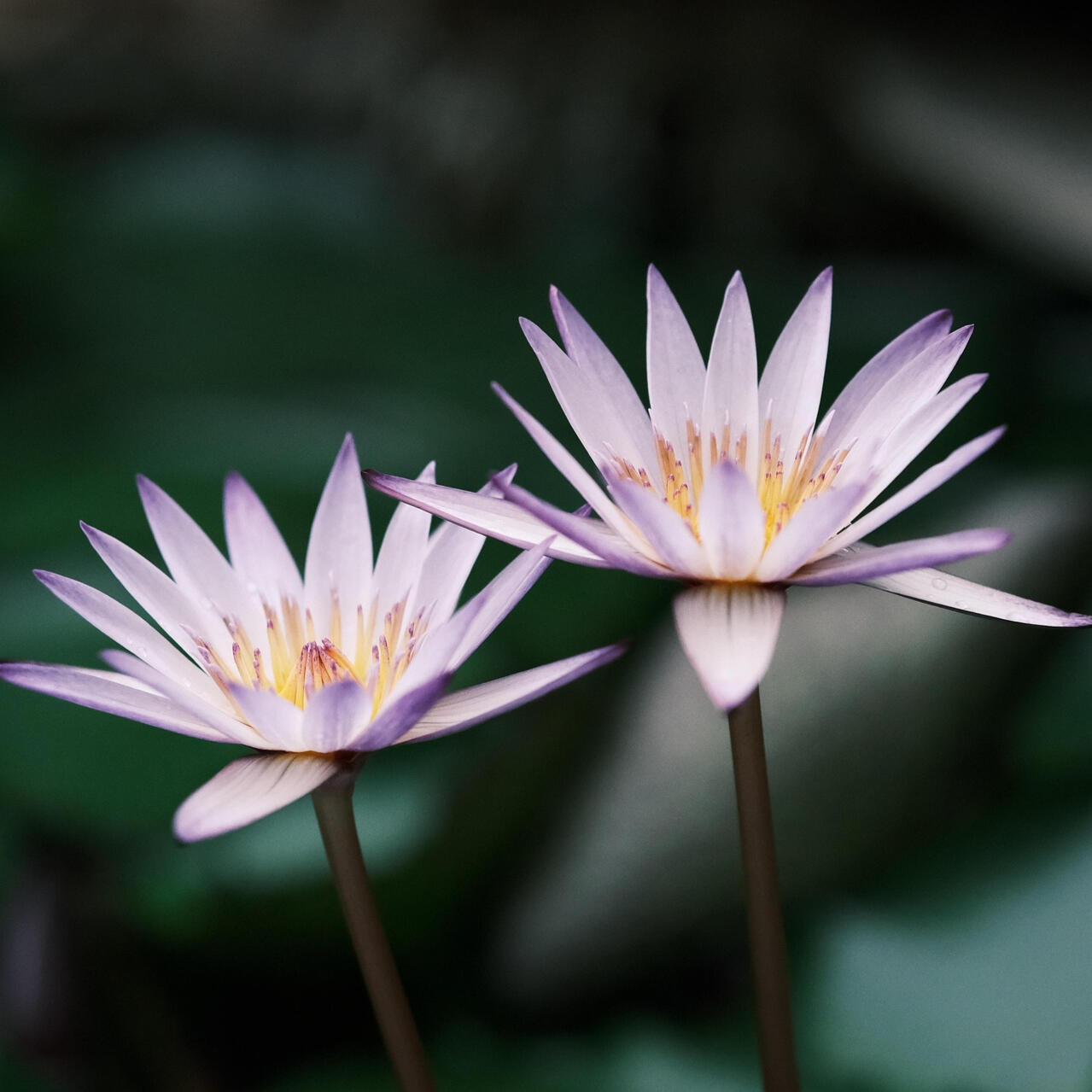 Craniosacral Certification Craniosacral Certification